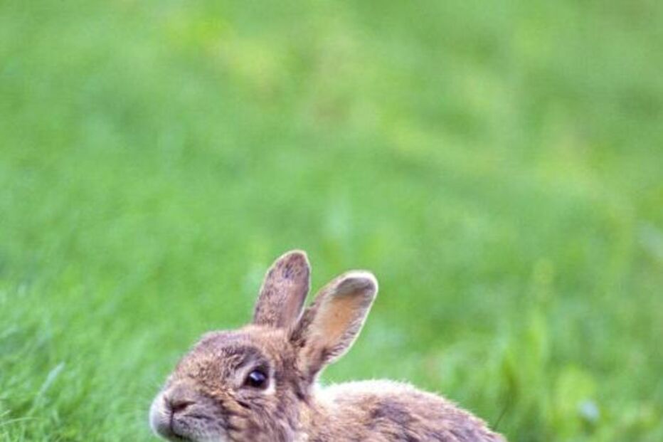 Coelho, lince, caça