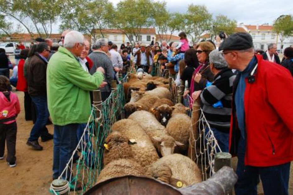 Crise poderá aumentar casos de brucelose