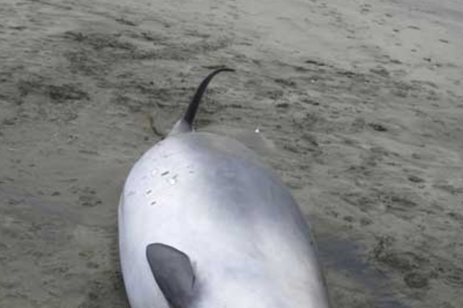 cetáceos, baleias, baleia-bicuda, golfinho, nova zelândia, mar, oceano pacífico 