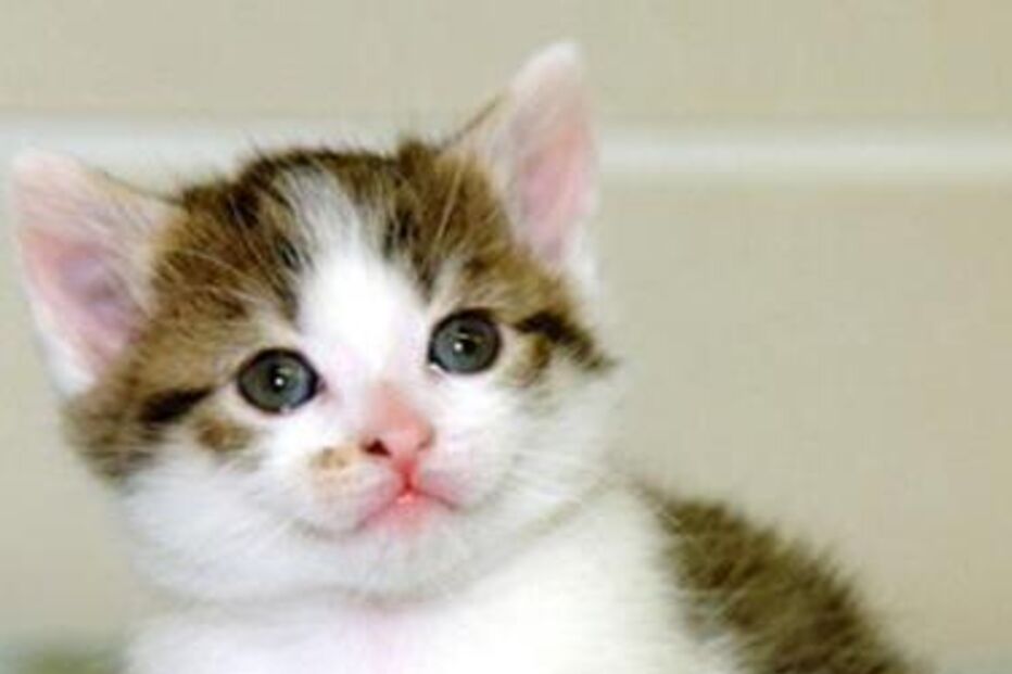 gatos, crias, pediatria, medicina, animais, cobaias, torturas, washington, eua, universidades