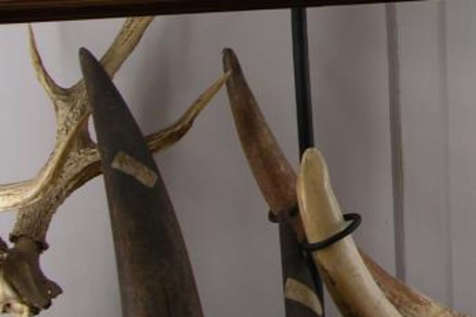 tráfico de chifres de rinoceronte, África do Sul, 40 anos de prisão para tailandês