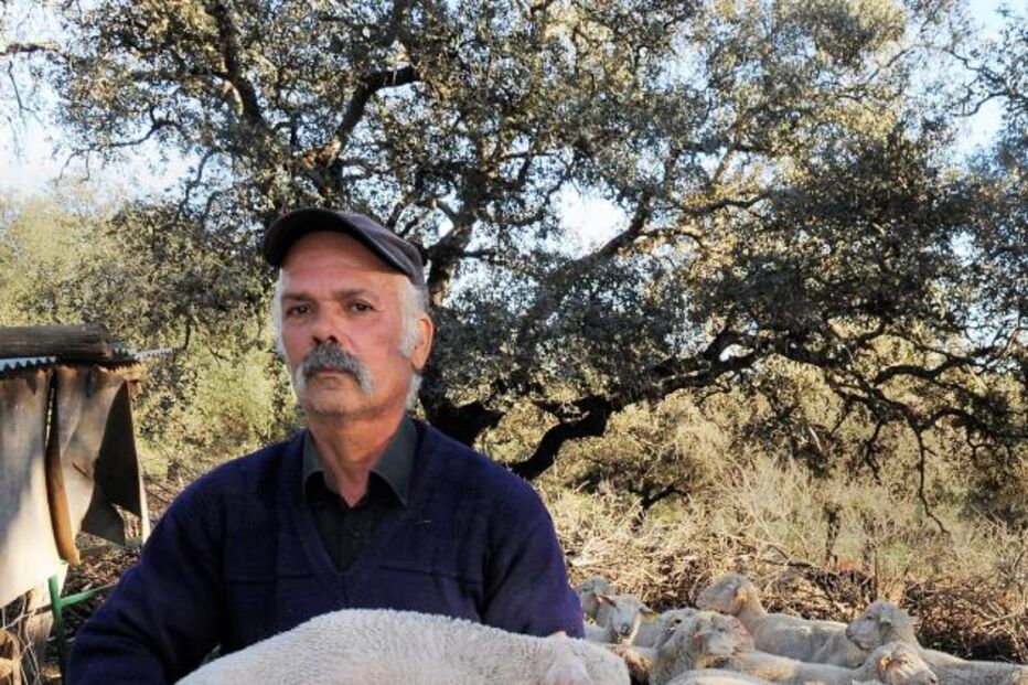 ataques, matilha, serra, medo, rebanhos