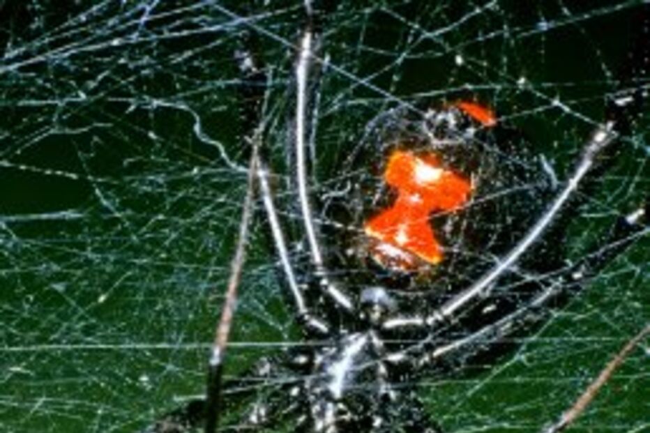 aranhas, viúvas negras, veneno, norfolk, reino unido, fábrico