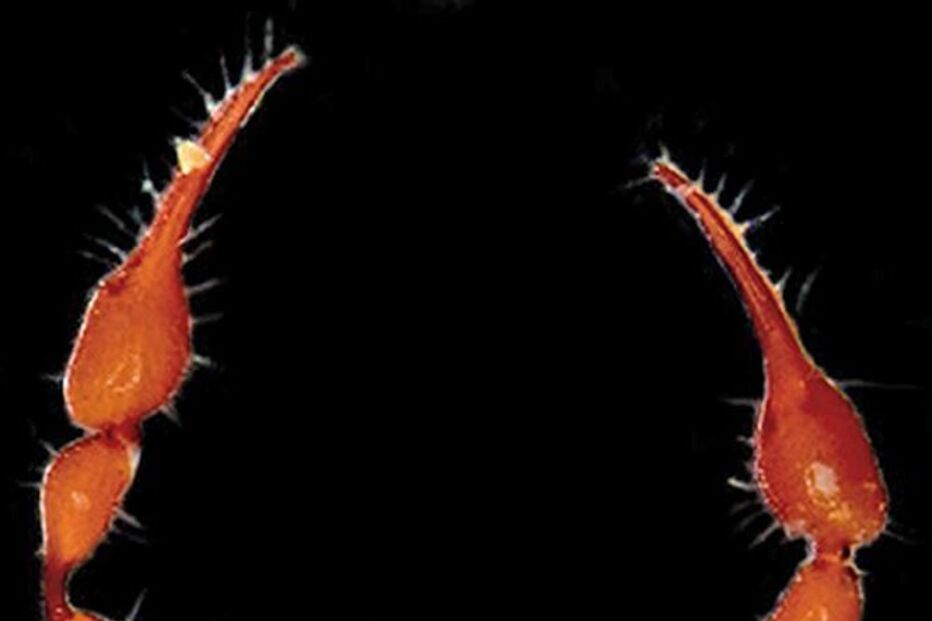 pseudo-escorpião, ciência, algarve, bióloga, grutas