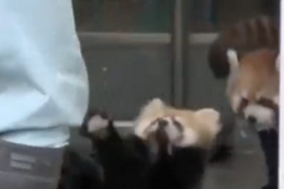 panda vermelho, animais, riso, humor, susto, you tube