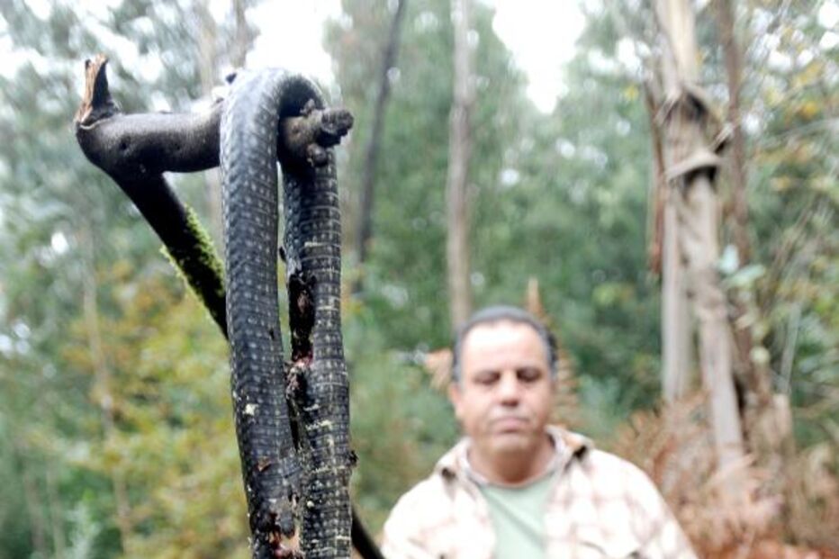 famalicão, cobra, caçador, 