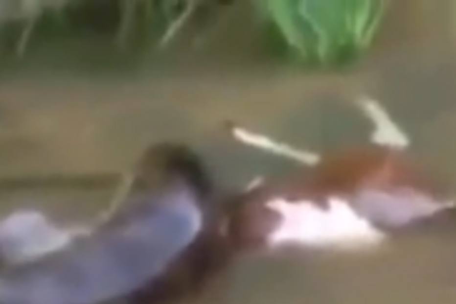 anaconda, répteis, vaca, regurgitar, animais, vida selvagem, amazónia