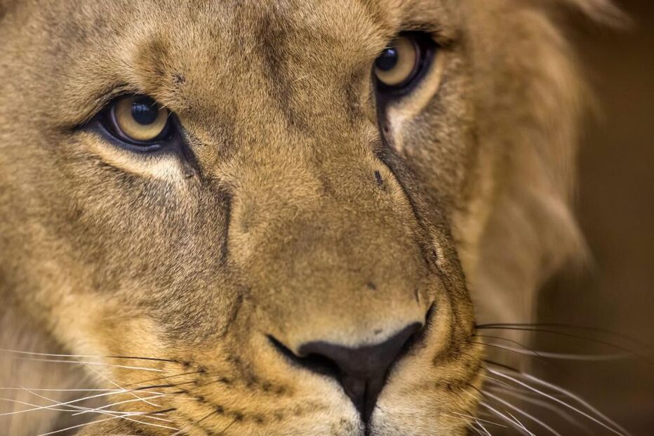 leão, leões, áfrica, quebra, redução, estudo