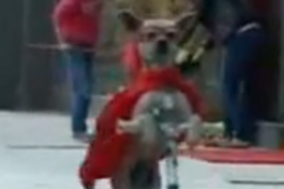 cão, animais, duoduo, trotinete, bicicleta, china, malabarismos