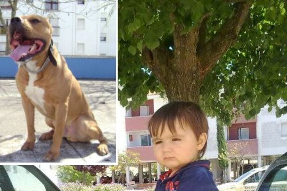 CÃO, ATAQUE, CRIANÇA, MORTE, ÓBITO, MORDER, TRAGÉDIA