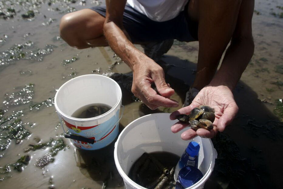 interdita apanha de mexilhão, bivalves, Peniche, Lagoa de Albufeira, toxinas