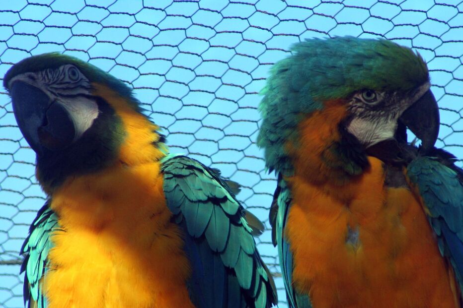 Araras, Roubo, regresso, lagos