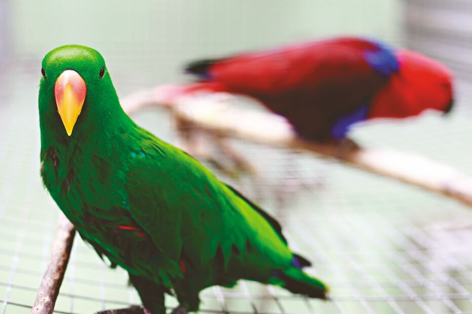 O mundo das aves raras 