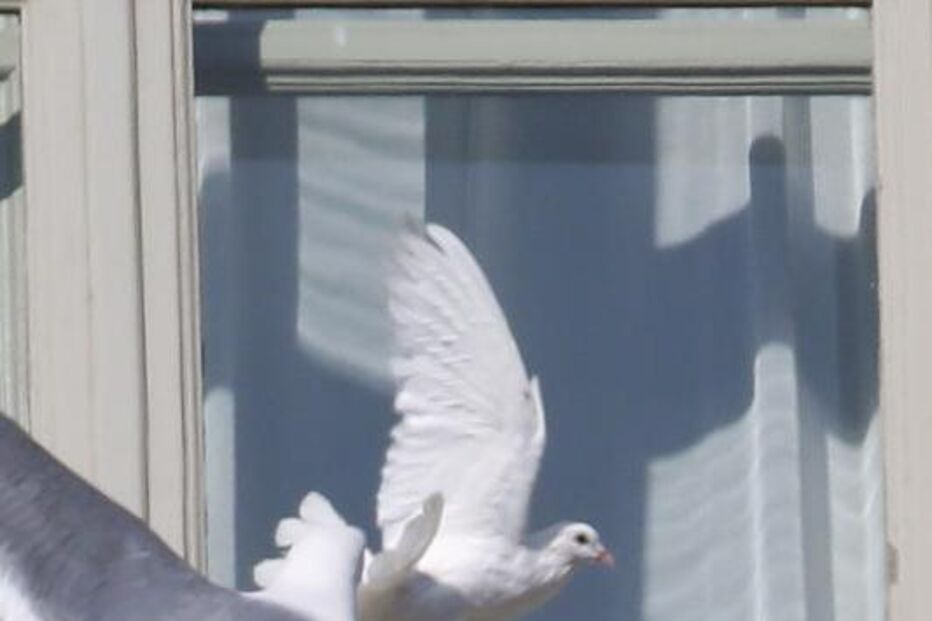 papa, pomba, gaivota, ave, vaticano, ataque, paz