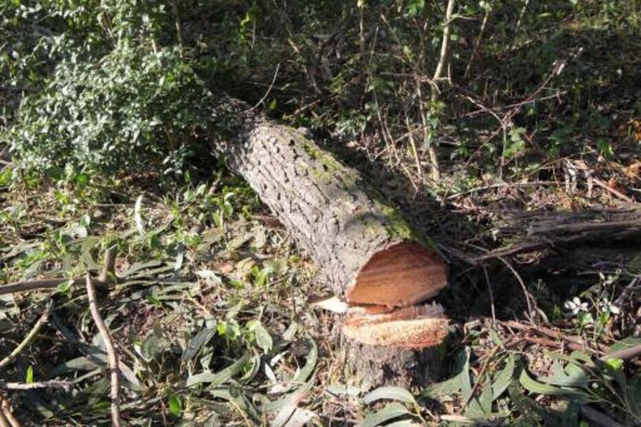 monsanto, mau tempo, árvores, voluntariado, plantações em família, parque florestal