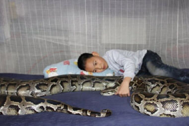 cobra pitão, baby-sitter, família chinesa, rapaz de 13 anos