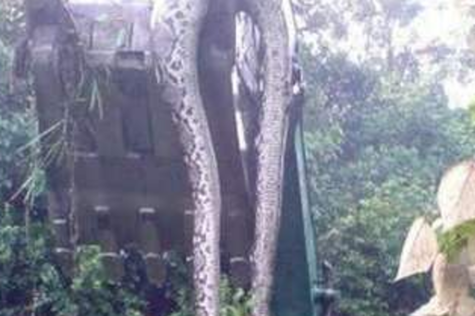 animal, 16 metros, encontrada, maior, cobra, mundo, floresta, malásia, sudeste asiático, fotógrafo, 300kg