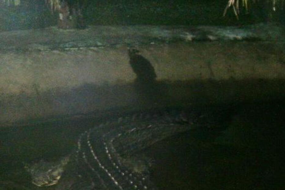 crocodilo, réptil, cassius, filipinas, animais, gigante, cativeiro