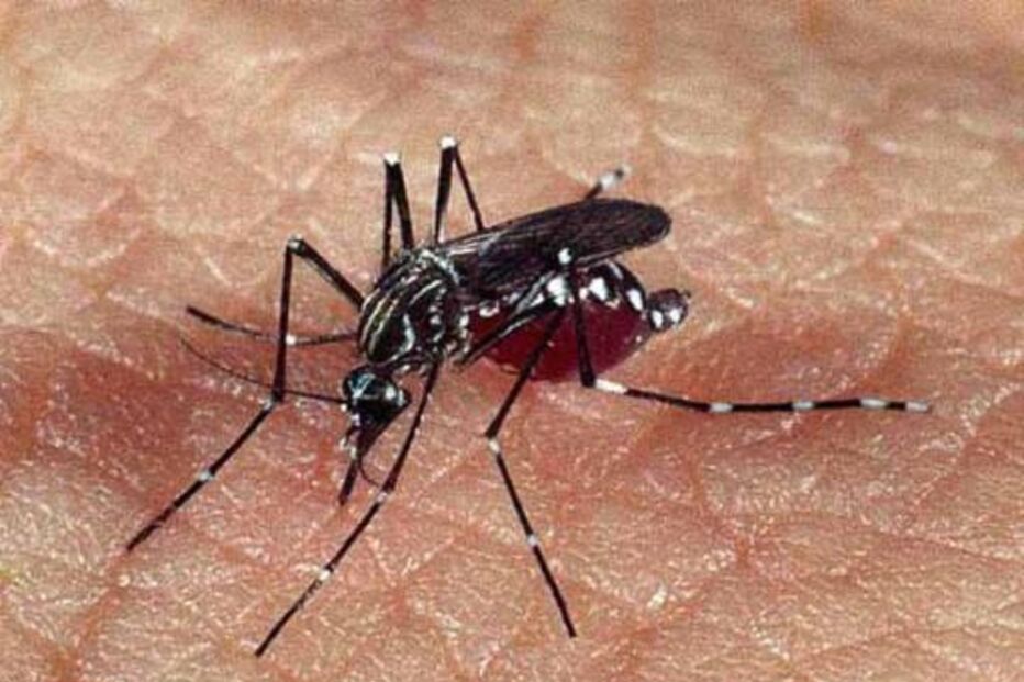 dengue, madeira, febre, aedes aegypti, mosquito, francisco george