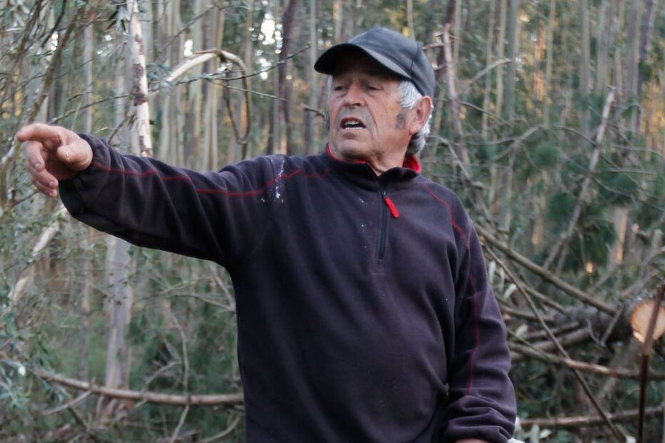 árvore, queda, ferido, catanhede