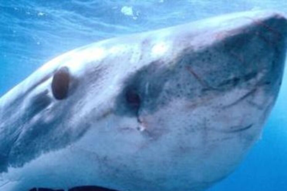 tubarão bramco, nova zelândia, auckland, muriwai