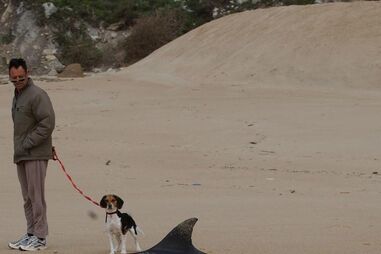GOLFINHO, NAZARÉ, PESCADORES, CAPTURADO
