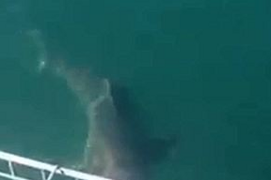 tubarão branco, jaula, proteção, vida marinha, áfrica do sul, gansbaai, casamento, ataque, animais