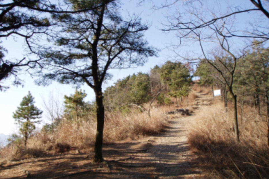 O mistério dos 'Rapazes Rãs'