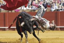  'El Juli' colhido por touro
