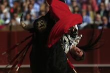  'El Juli' colhido por touro