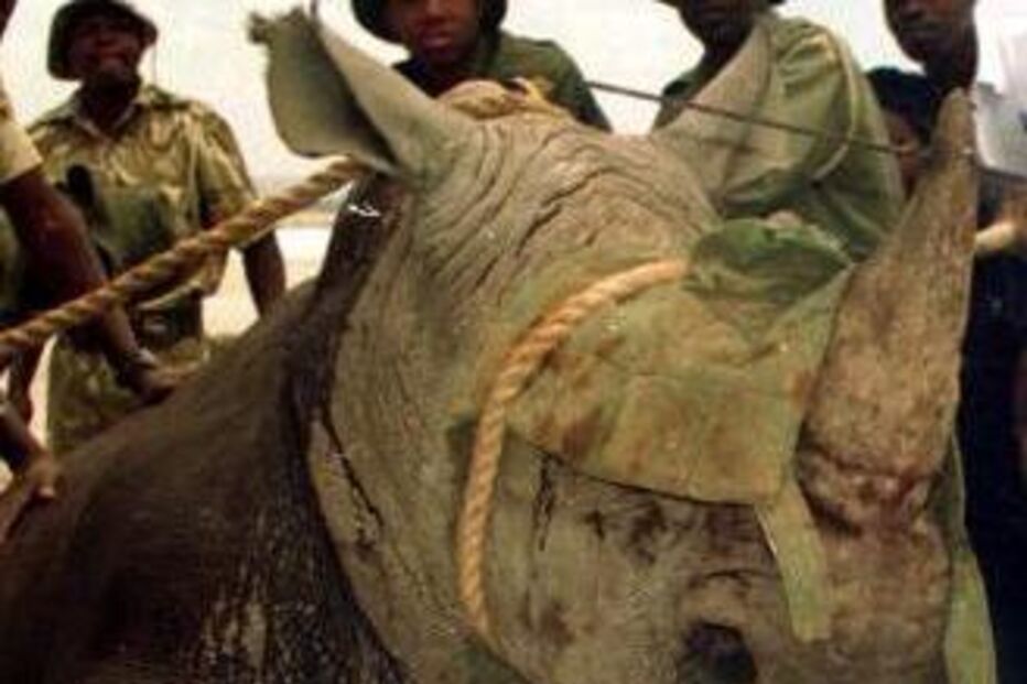 caça, rinocerontes, África do Sul, elefantes, marfim