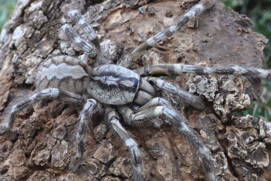 Tarântula, aranha, venenosa, Sri Lanka, cientistas, espécie