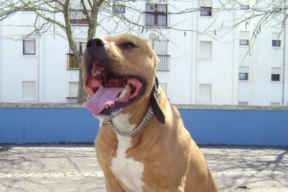 zico, pitbull, cão, abate, beja, criança, ataque