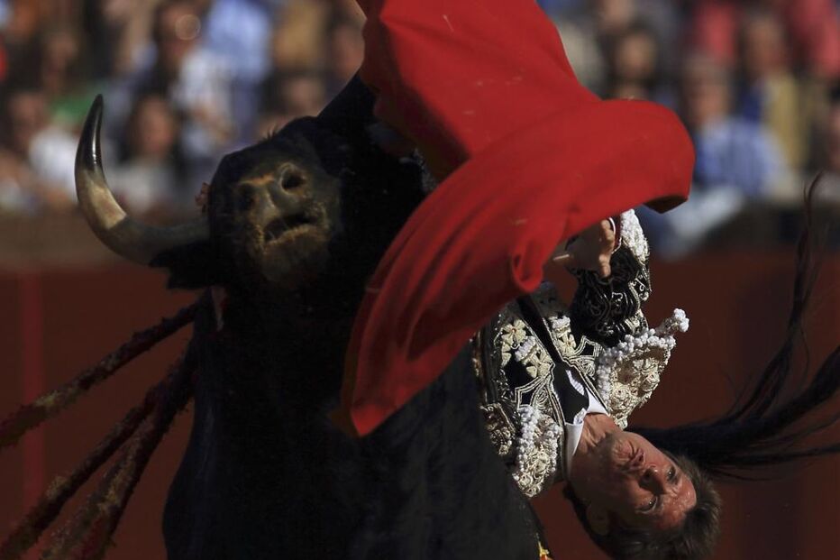  'El Juli' colhido por touro