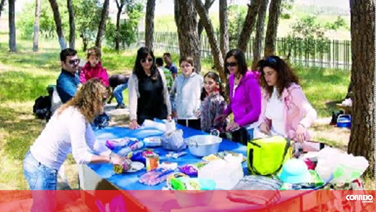 Amigos Fizeram Um Piquenique E Começaram a Jogar Xadrez Na