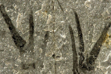 lagosta, escorpião, fóssil, johnny depp, eduardo mãos de tesoura, batismo, 