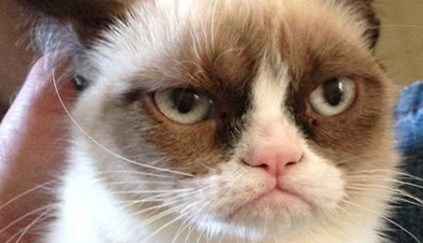 Grumpy Cat: gata rabugenta que virou meme na internet morre nos