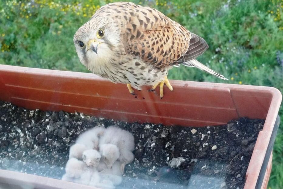 falcões, varanda, amadora