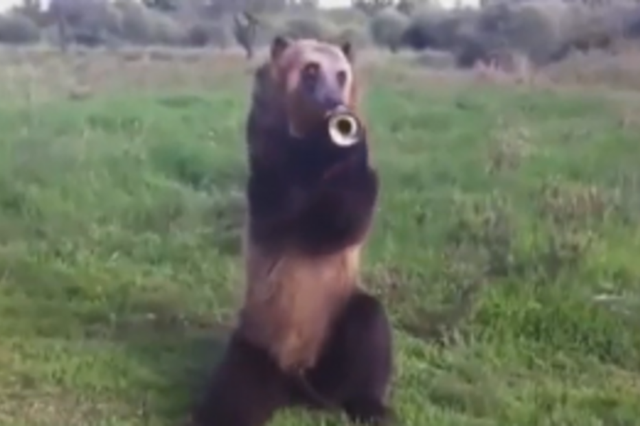 urso, truques, sentar, tocar, trompete, cadeira, Rússia, vídeo