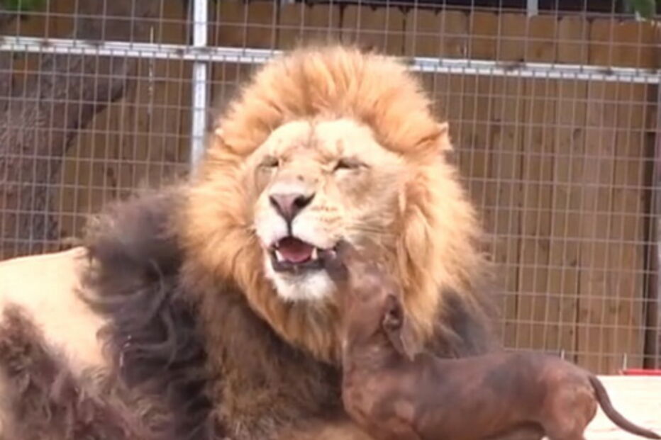 cão, leão, amizade, animais, zoo