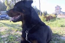 cães perigosos, rottweiller, animais, treino