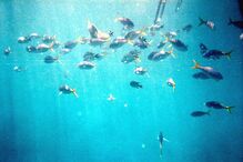 Grande Barreira de Coral, Austrália, ecossistema, ameaça, Património Mundial, UNESCO, portos, cargueiros, dragagem