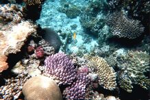 Grande Barreira de Coral, Austrália, ecossistema, ameaça, Património Mundial, UNESCO, portos, cargueiros, dragagem