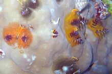 Grande Barreira de Coral, Austrália, ecossistema, ameaça, Património Mundial, UNESCO, portos, cargueiros, dragagem