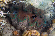 Grande Barreira de Coral, Austrália, ecossistema, ameaça, Património Mundial, UNESCO, portos, cargueiros, dragagem