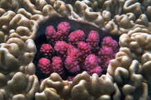 Grande Barreira de Coral, Austrália, ecossistema, ameaça, Património Mundial, UNESCO, portos, cargueiros, dragagem