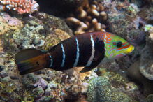 Grande Barreira de Coral, Austrália, ecossistema, ameaça, Património Mundial, UNESCO, portos, cargueiros, dragagem