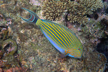 Grande Barreira de Coral, Austrália, ecossistema, ameaça, Património Mundial, UNESCO, portos, cargueiros, dragagem