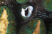 Grande Barreira de Coral, Austrália, ecossistema, ameaça, Património Mundial, UNESCO, portos, cargueiros, dragagem