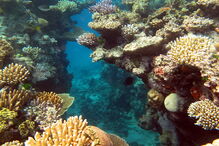 Grande Barreira de Coral, Austrália, ecossistema, ameaça, Património Mundial, UNESCO, portos, cargueiros, dragagem